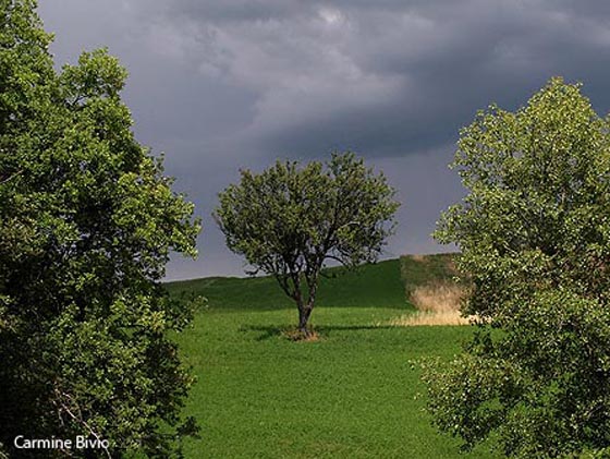 Oasi naturalistica del Carmine